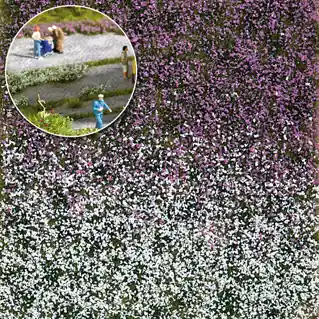 Blütenbüschel Spätsommer - Qualitätsprodukt